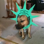 Even the family pets get into the fun!