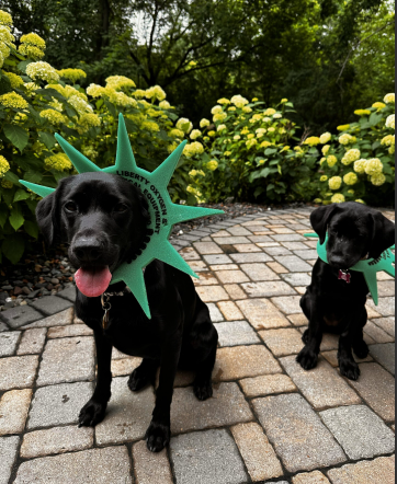 dogs with crown