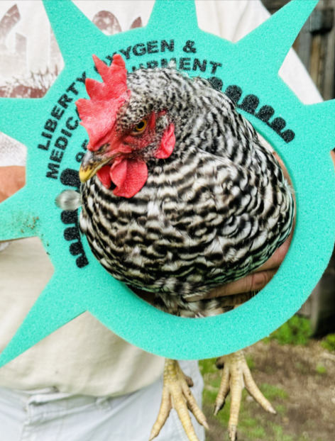 chicken with crown